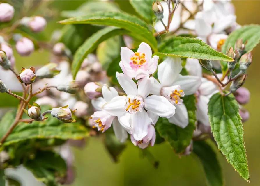 Deutzia x hybrida 'Mont Rose'