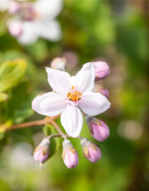 Deutzia x hybrida 'Mont Rose'