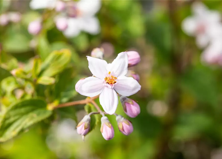 Deutzia x hybrida 'Mont Rose'