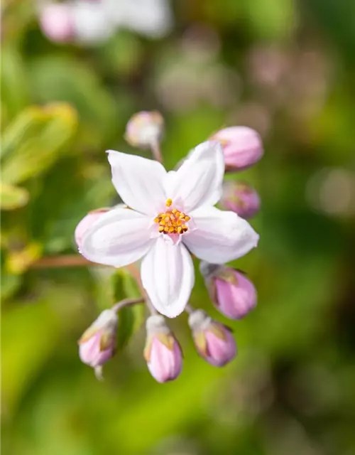 Deutzia x hybrida 'Mont Rose'