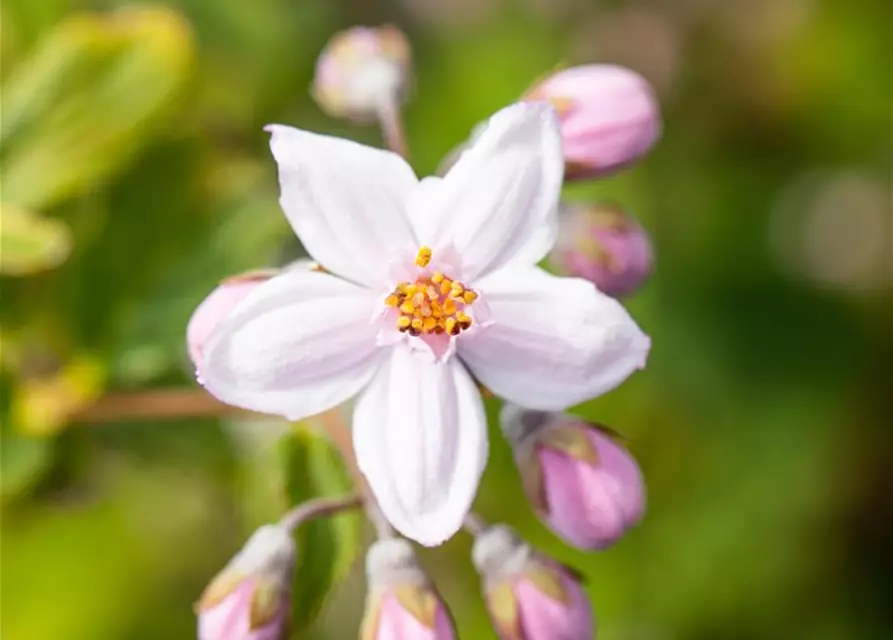 Deutzia x hybrida 'Mont Rose'