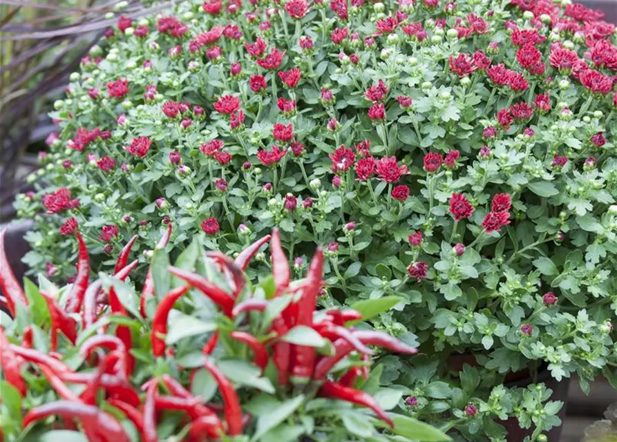 Chrysanthemum indicum