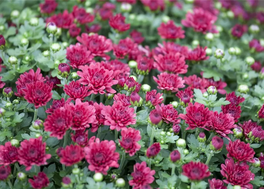 Chrysanthemum indicum