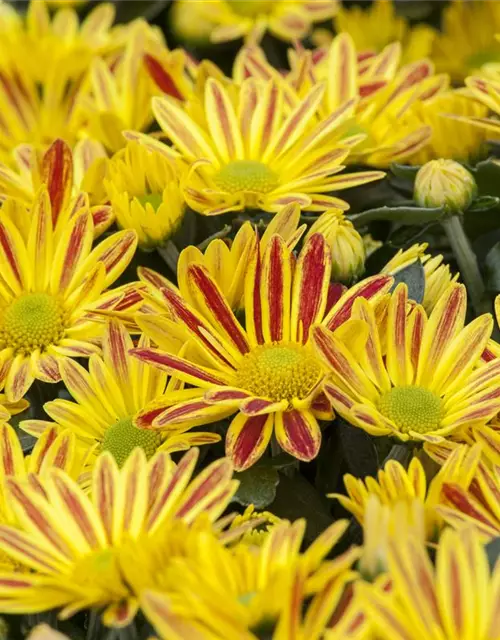 Chrysanthemum indicum