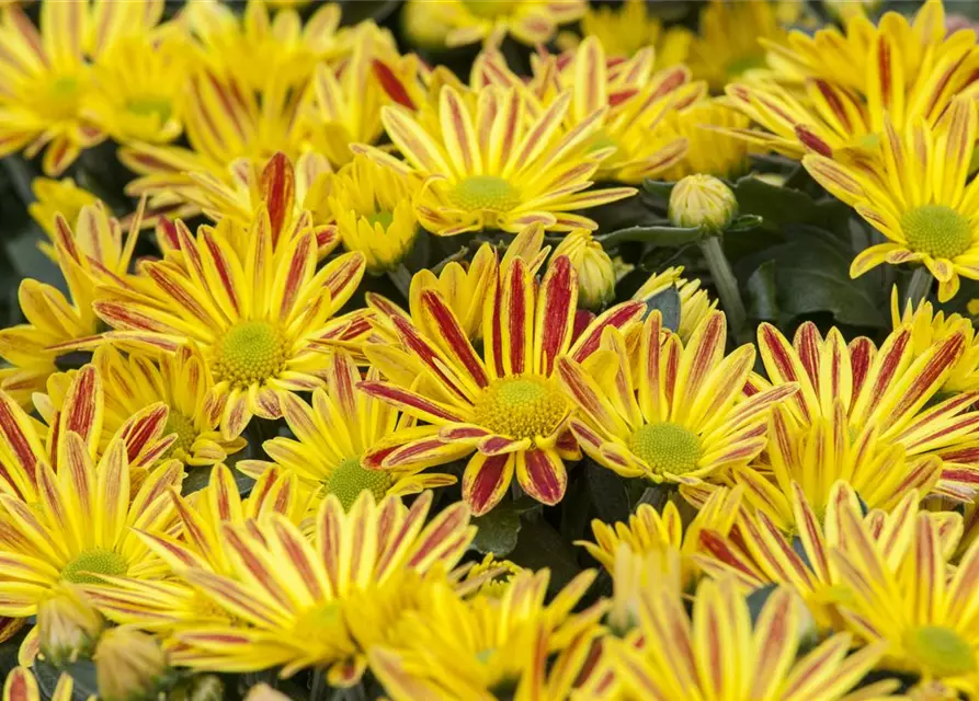 Chrysanthemum indicum