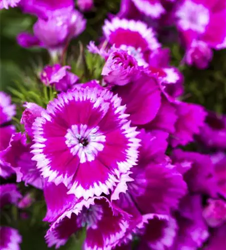 Dianthus barbatus