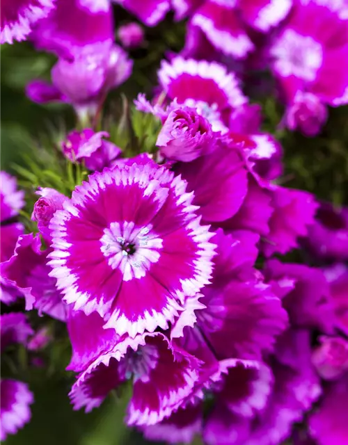 Dianthus barbatus