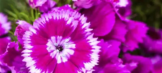 Dianthus barbatus