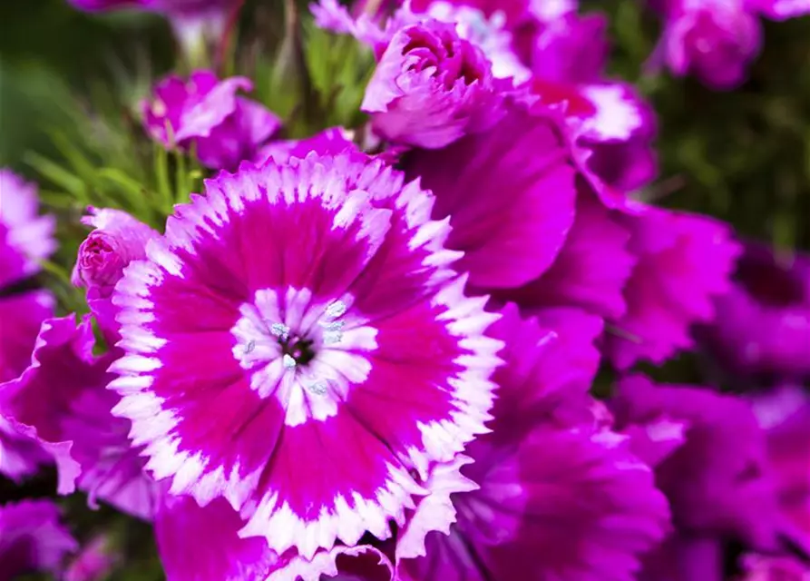 Dianthus barbatus