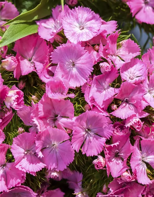 Dianthus barbatus