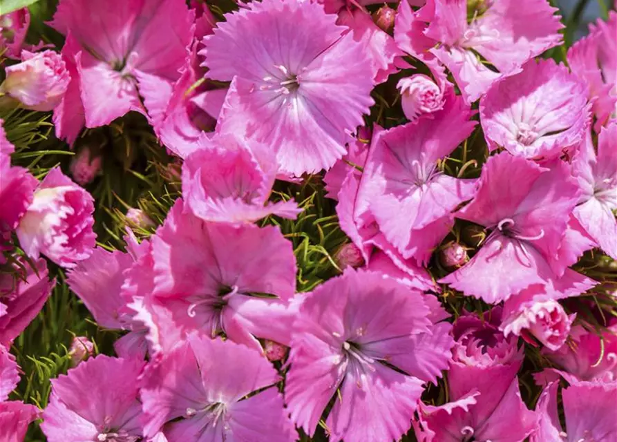 Dianthus barbatus