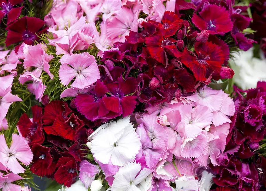 Dianthus barbatus