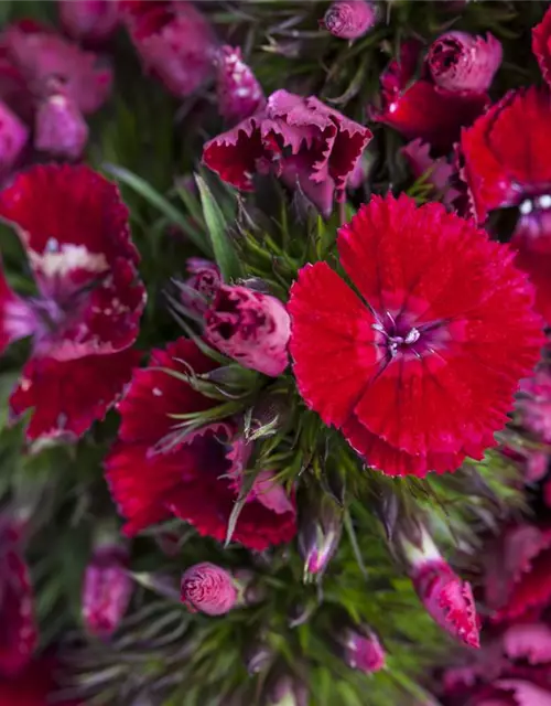 Dianthus barbatus