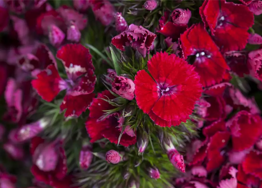 Dianthus barbatus