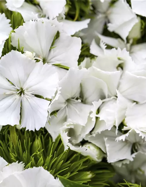 Dianthus barbatus