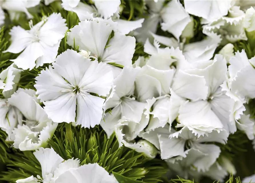 Dianthus barbatus