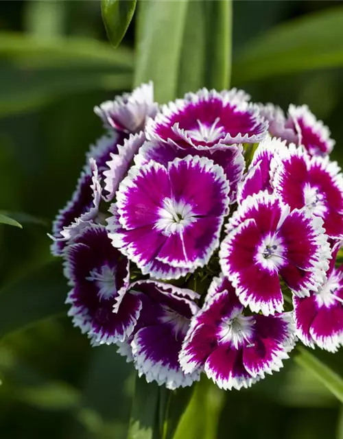 Dianthus barbatus