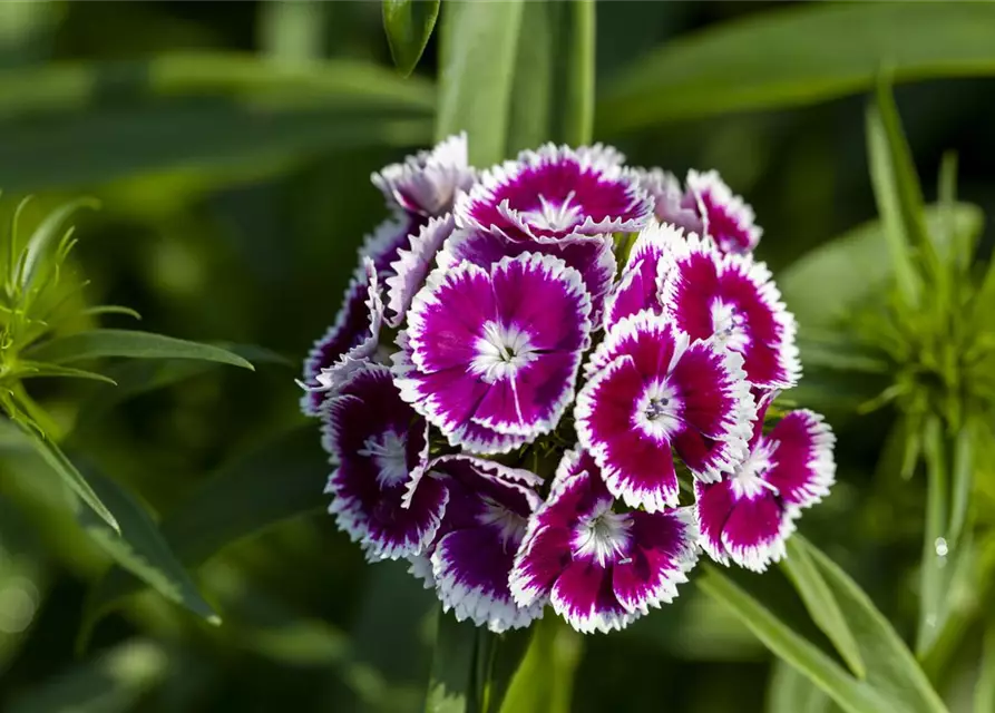 Dianthus barbatus