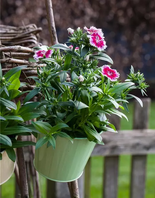 Dianthus barbatus