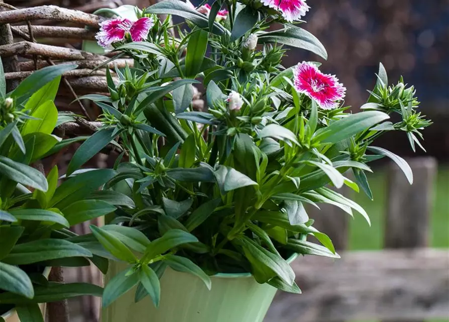 Dianthus barbatus