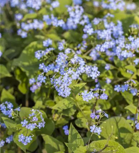 Brunnera macrophylla