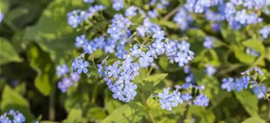 Brunnera macrophylla