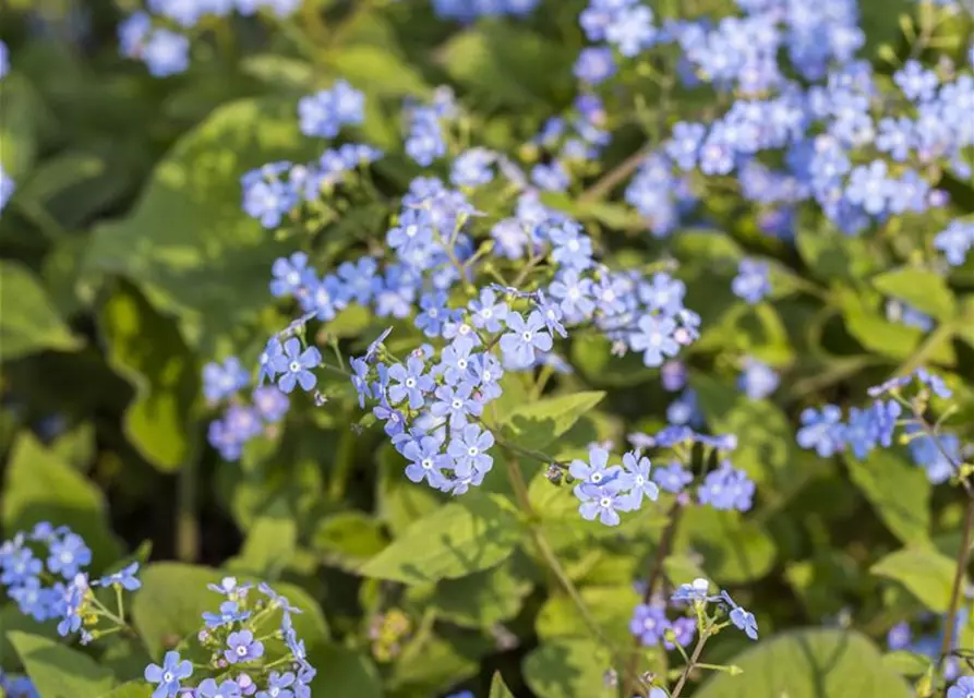 Brunnera macrophylla