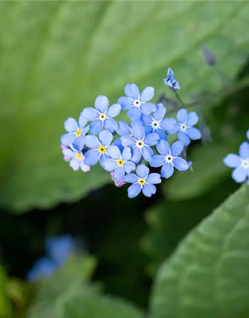 Brunnera macrophylla