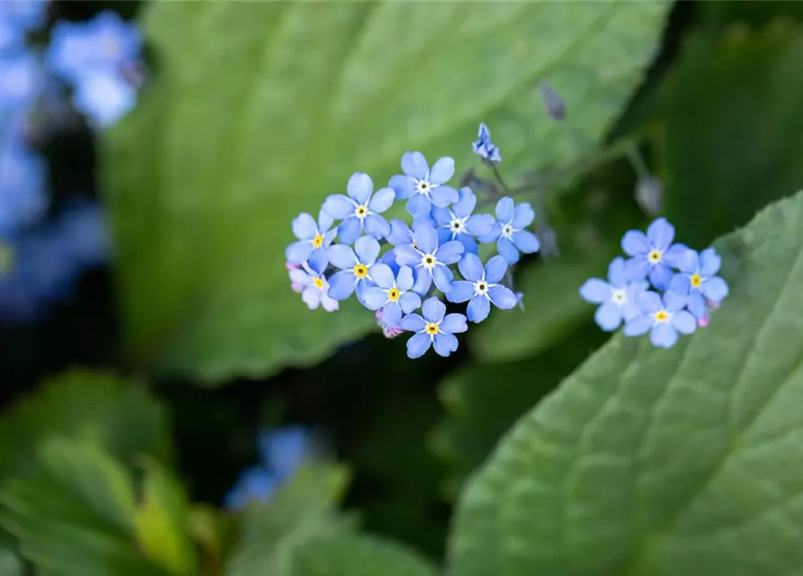 Brunnera macrophylla