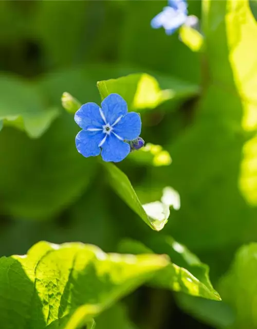 Brunnera macrophylla