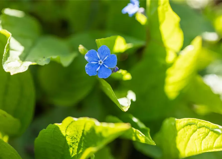 Brunnera macrophylla