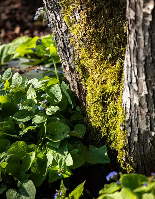 Brunnera macrophylla