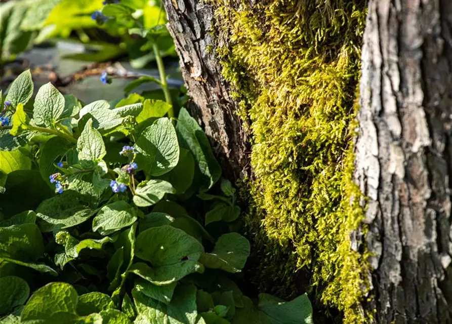 Brunnera macrophylla