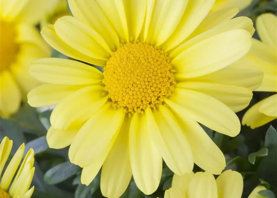 Argyranthemum frutescens, gelb