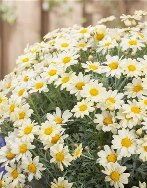 Argyranthemum frutescens, gelb