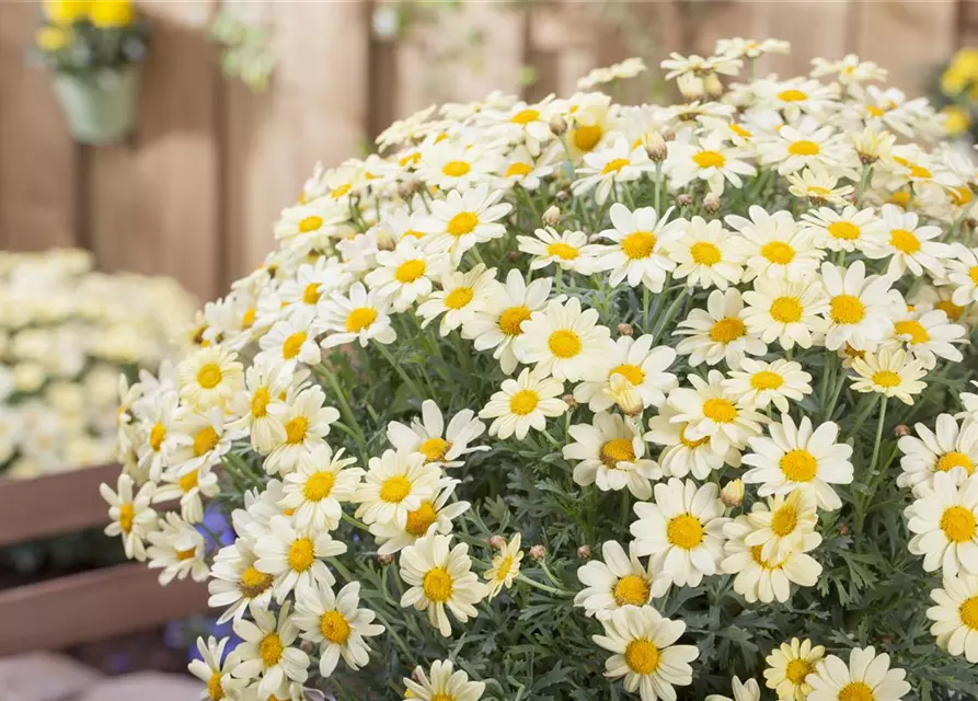 Argyranthemum frutescens, gelb