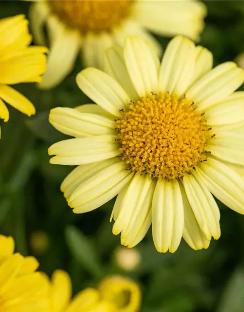 Argyranthemum frutescens, gelb