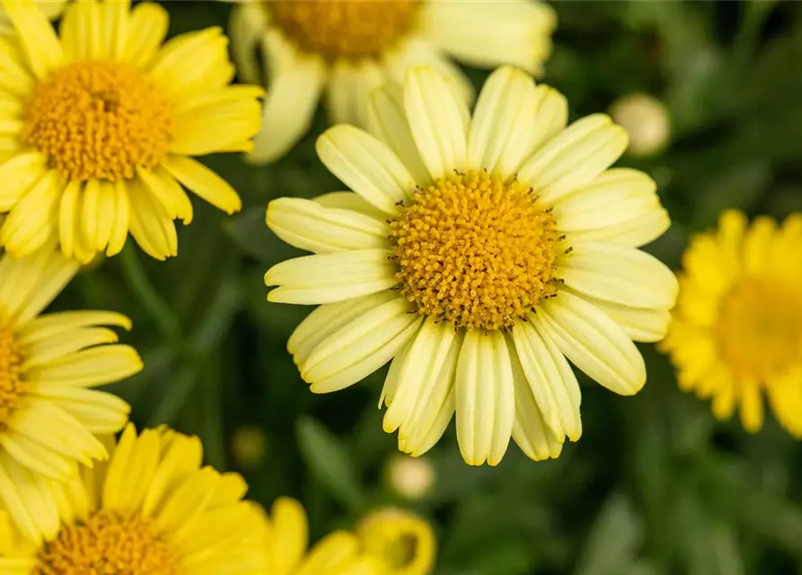 Argyranthemum frutescens, gelb