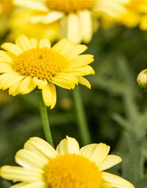 Argyranthemum frutescens, gelb