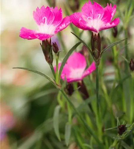 Dianthus 'Kahori'®