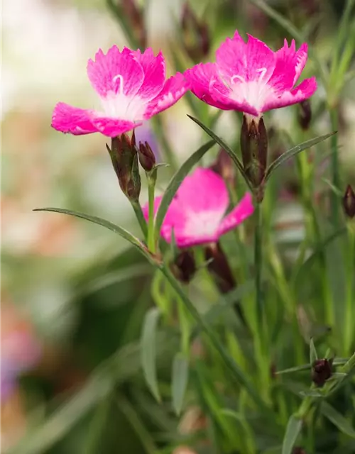 Dianthus 'Kahori'®