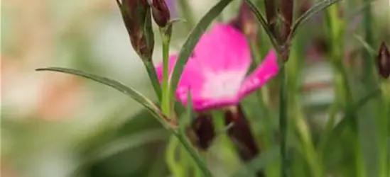 Dianthus 'Kahori'®