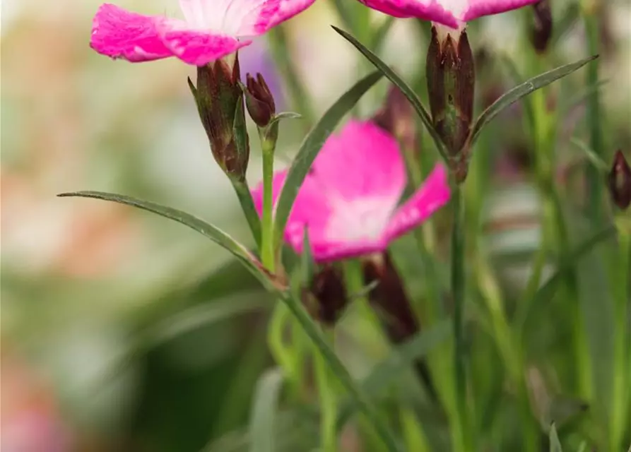 Dianthus 'Kahori'®