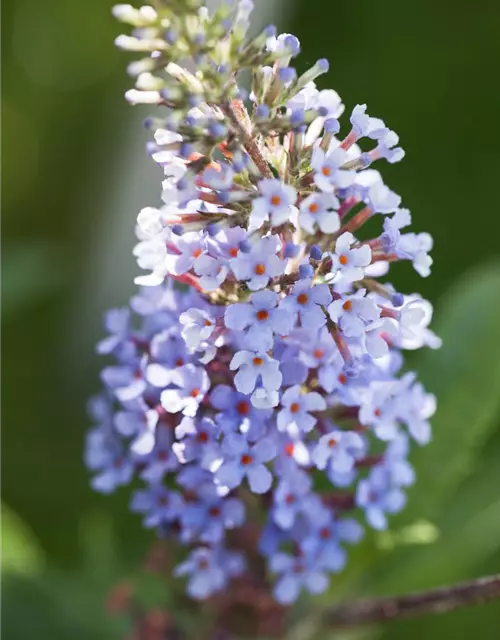 Buddleja BUZZ™