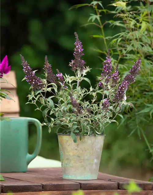 Buddleja BUZZ™