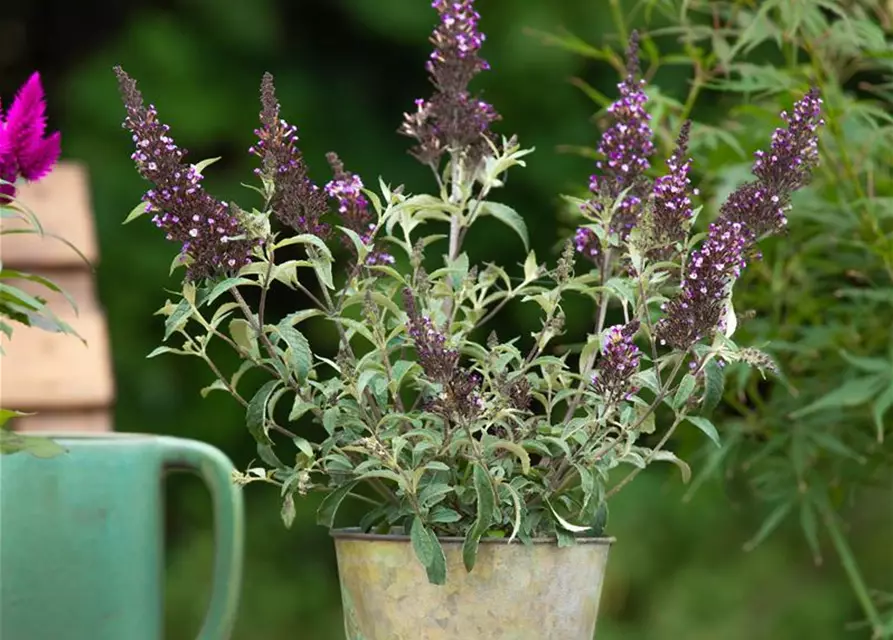 Buddleja BUZZ™