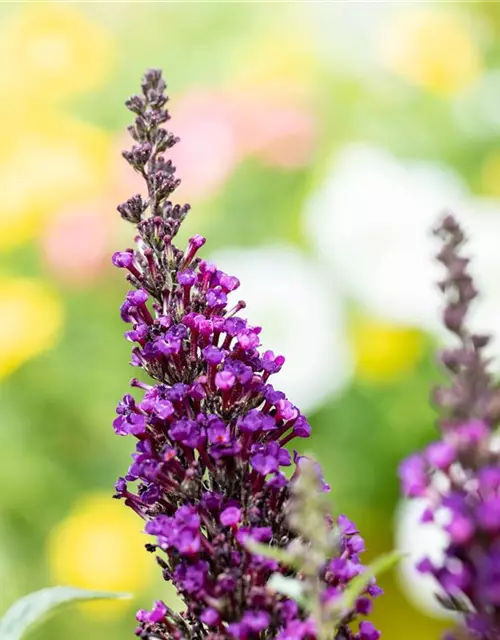 Buddleja BUZZ™