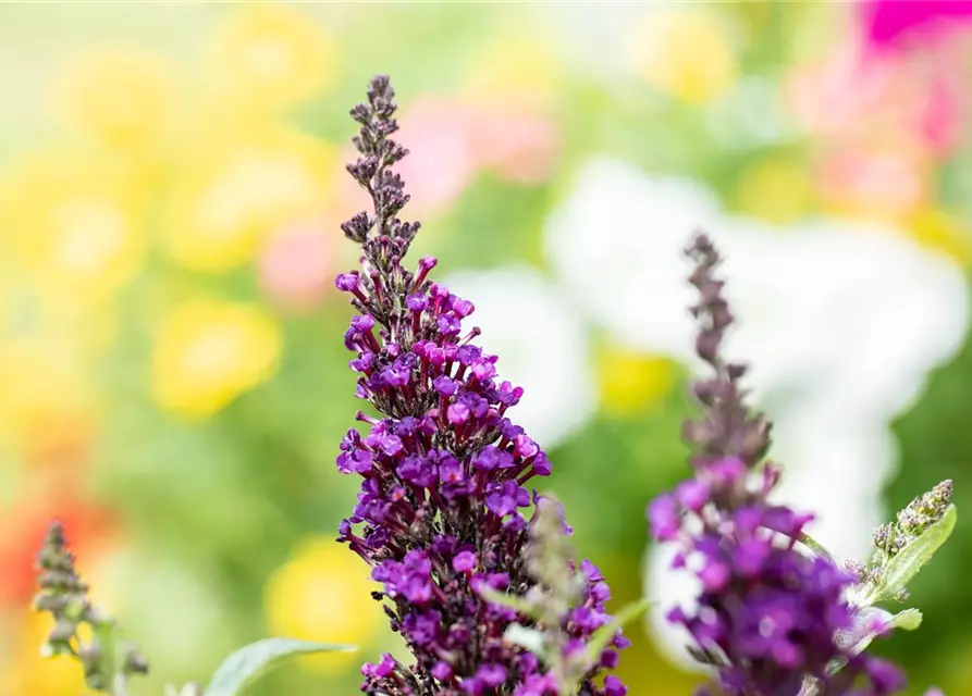 Buddleja BUZZ™