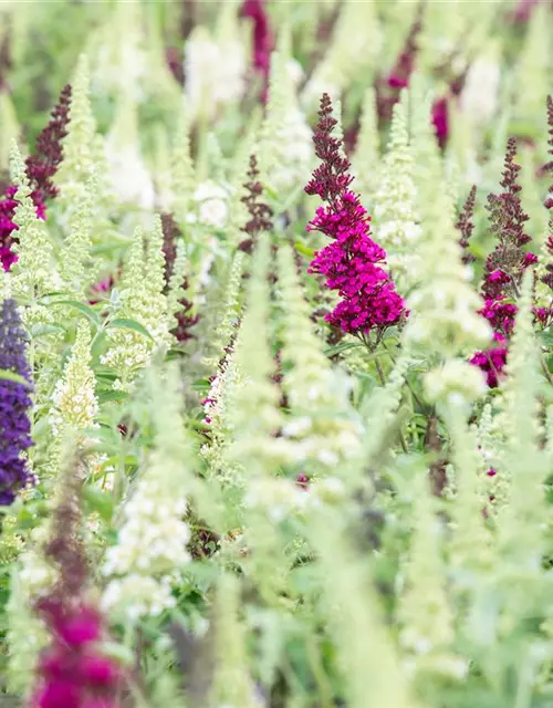 Buddleja BUZZ™