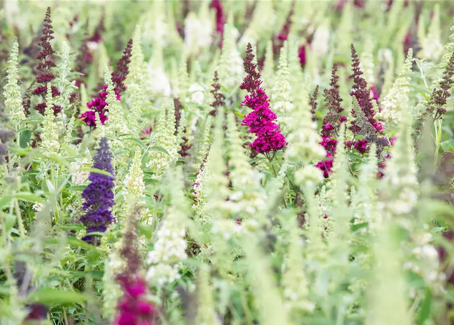 Buddleja BUZZ™